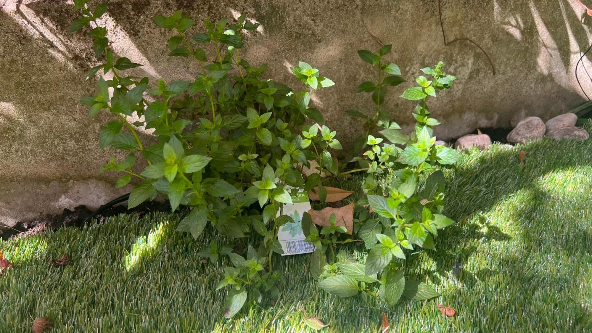 Garden Suite Bolzano Luaran gambar